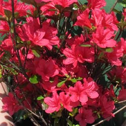 Azalea japonesa 'Hino Crimson'